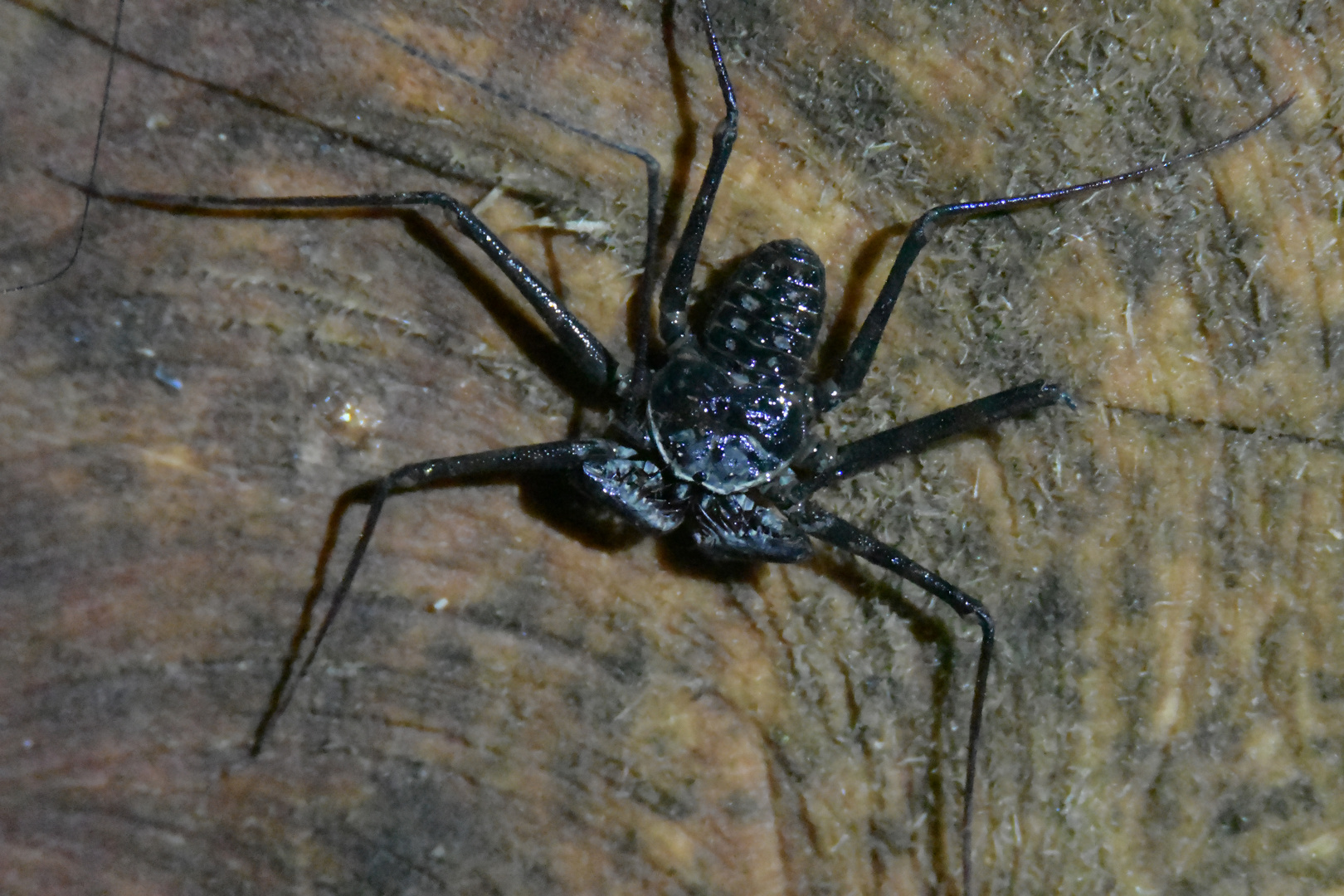 Geisselspinne