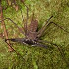 Geißelspinne aus dem Tieflandregenwald von Kulumbien