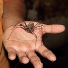 Geißelspinne im Amazonas-Regenwald 2