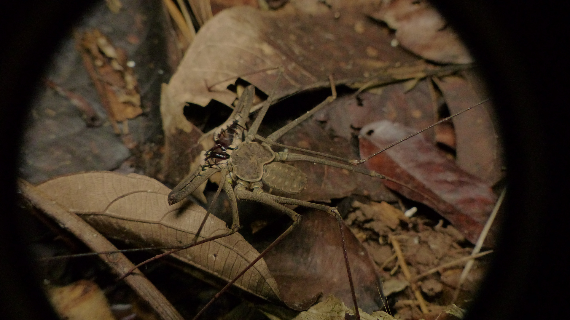 Geißelspinnen (Amblypygi)