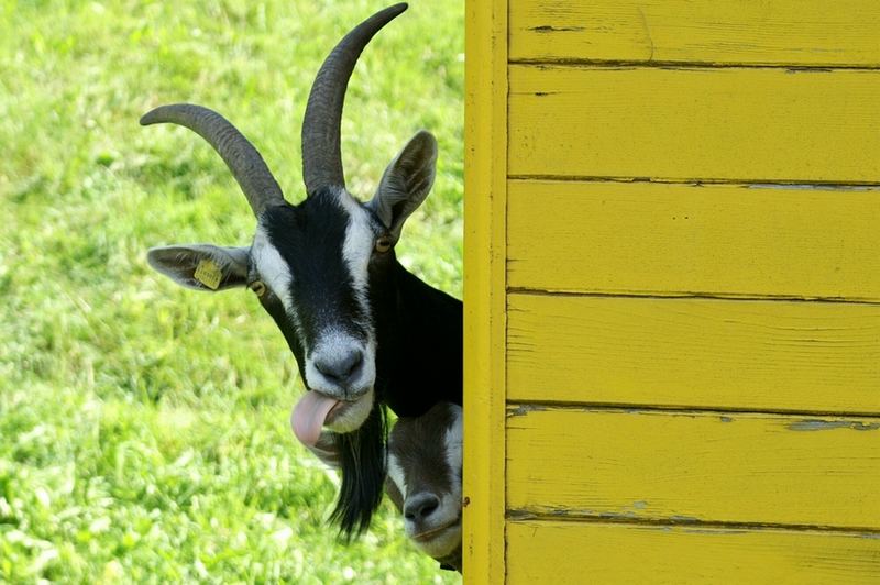 geissen bilder geissen bilder