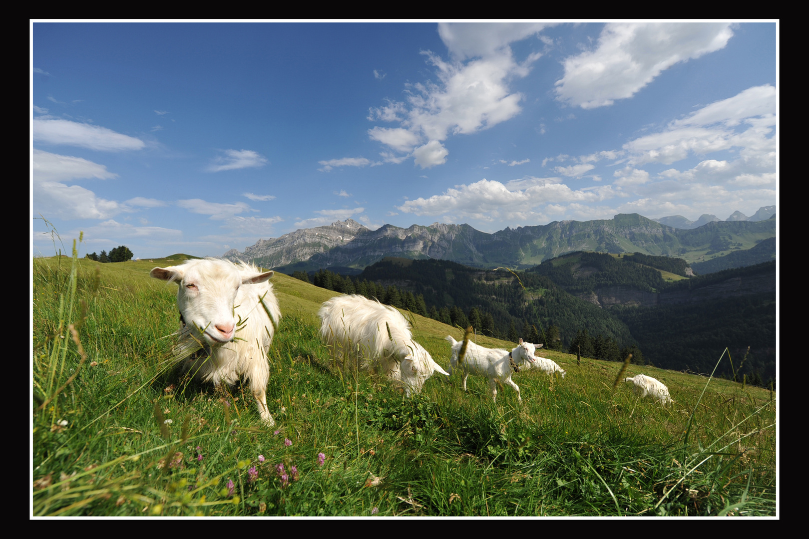 geissen auf der hochalp :-)