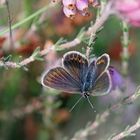 Geißklee-Bläuling (Plebeius argus) oder  Argusbläuling !