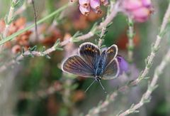 Geißklee-Bläuling (Plebeius argus) oder  Argusbläuling !