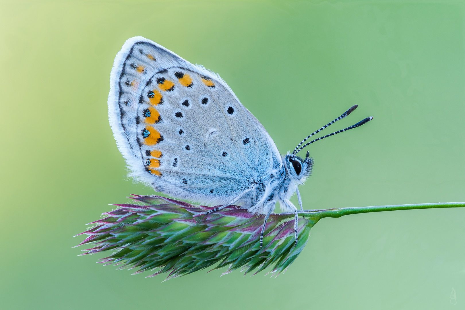 Geißklee-Bläuling (Plebejus argus) 