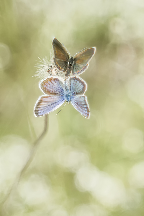 Geißklee-Bläuling (Plebejus argus)