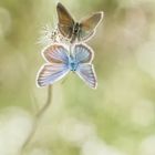 Geißklee-Bläuling (Plebejus argus)