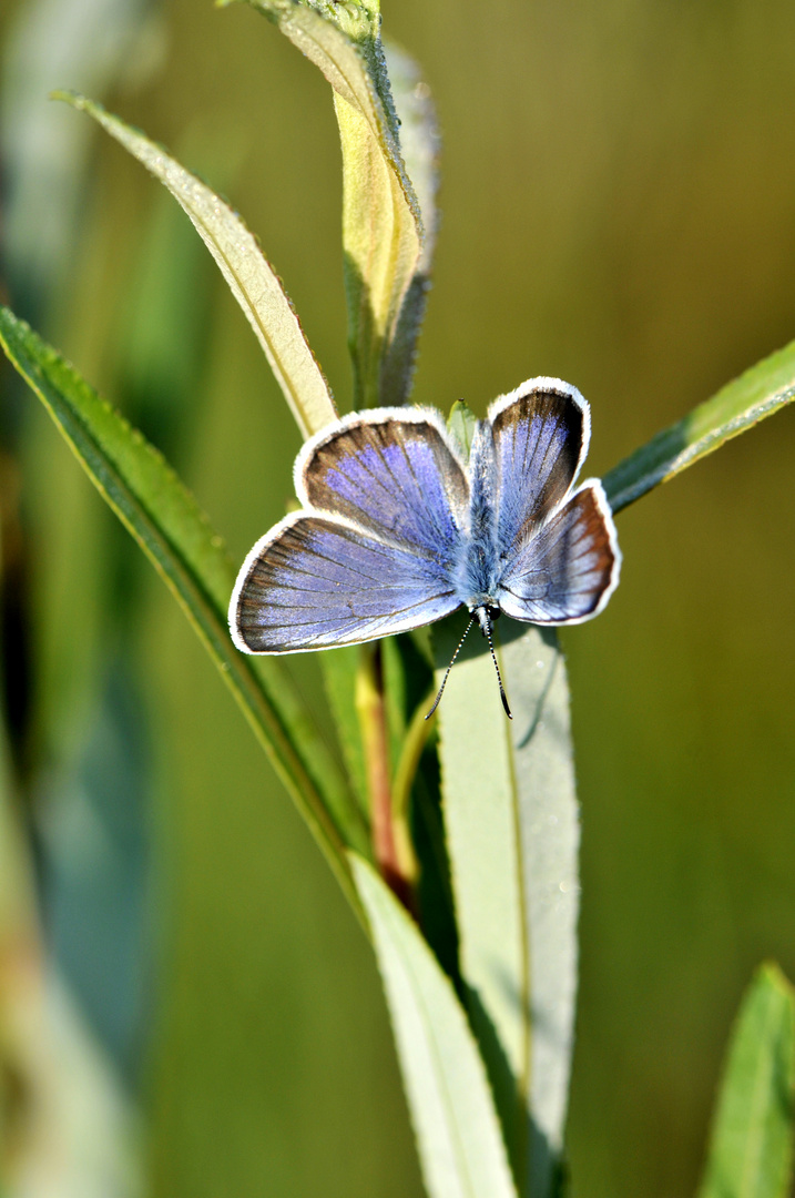 Geißklee-Bläuling (Plebejus argus), 