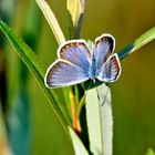 Geißklee-Bläuling (Plebejus argus), 