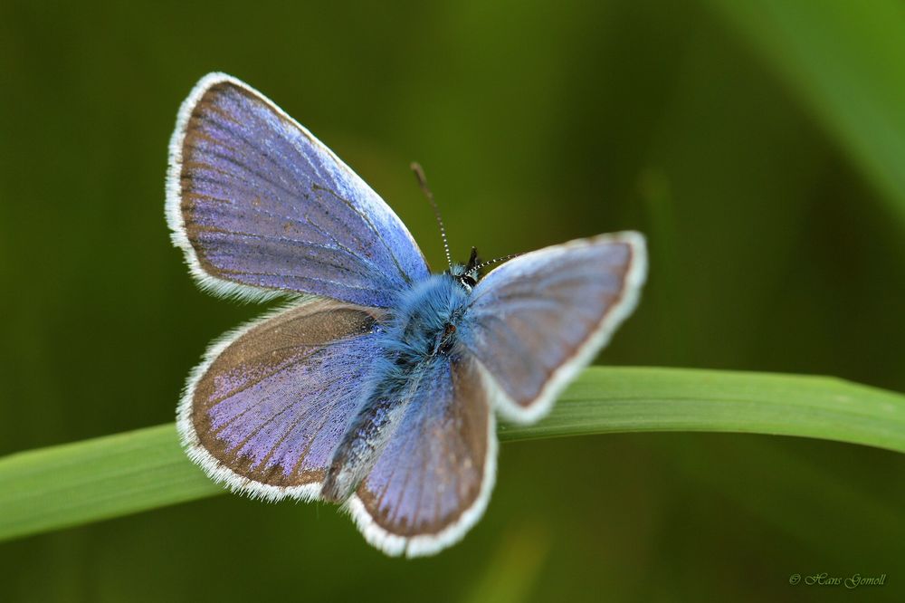 Geißklee-Bläuling (Plebejus argus)