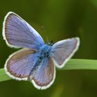 Geißklee-Bläuling (Plebejus argus)