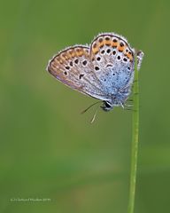 Geißklee-Bläuling (Plebejus argus)