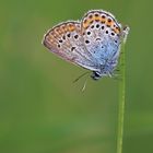 Geißklee-Bläuling (Plebejus argus)