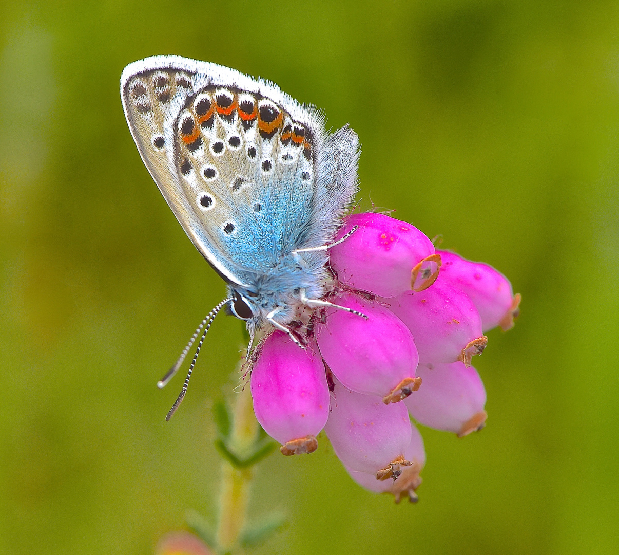 Geißklee-Bläuling, Plebejus argus, Lüneburger Heide