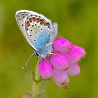 Geißklee-Bläuling, Plebejus argus, Lüneburger Heide