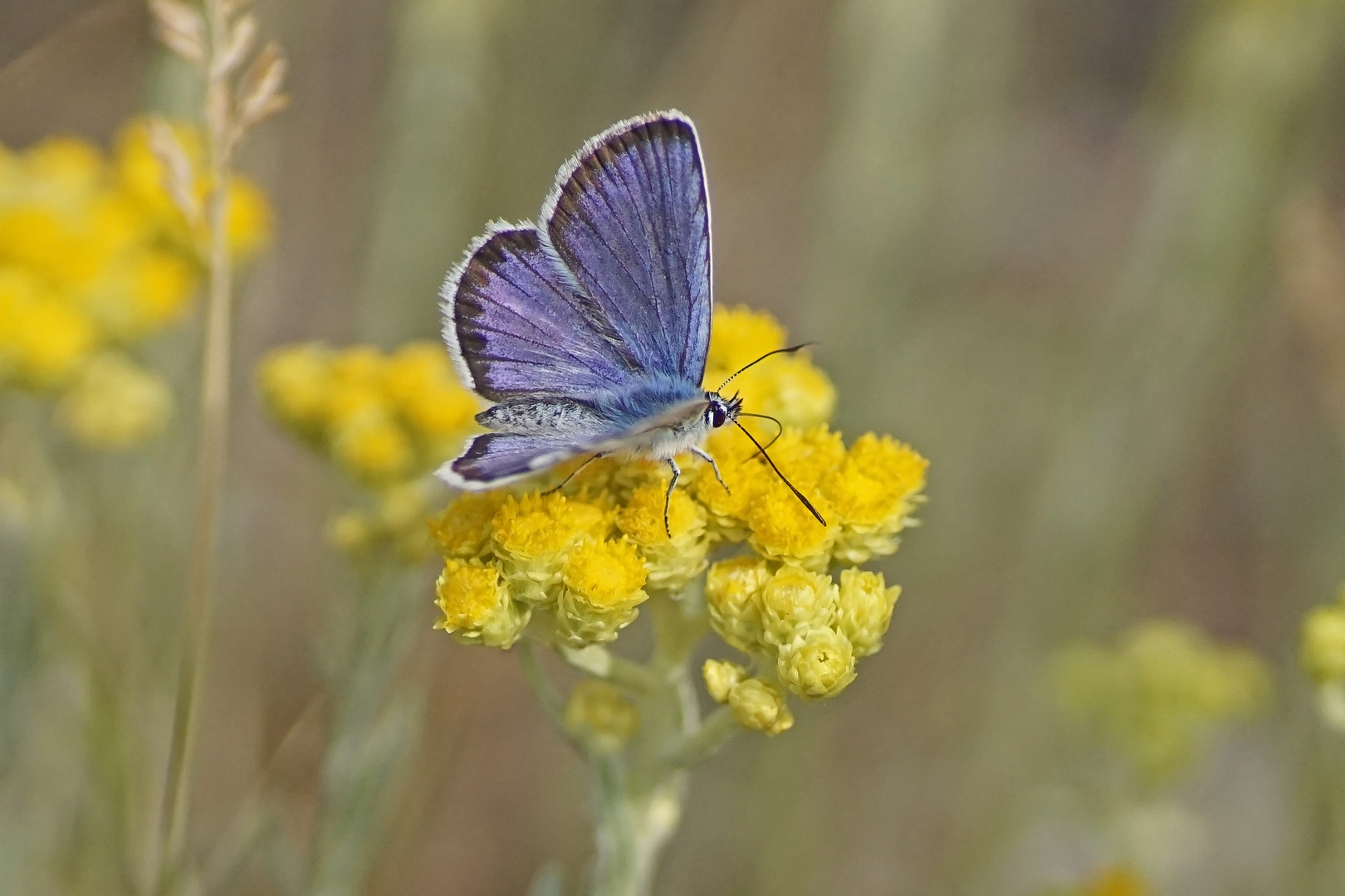 Geißklee-Bläuling (Plebejus argus), Männchen