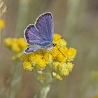 Geißklee-Bläuling (Plebejus argus), Männchen