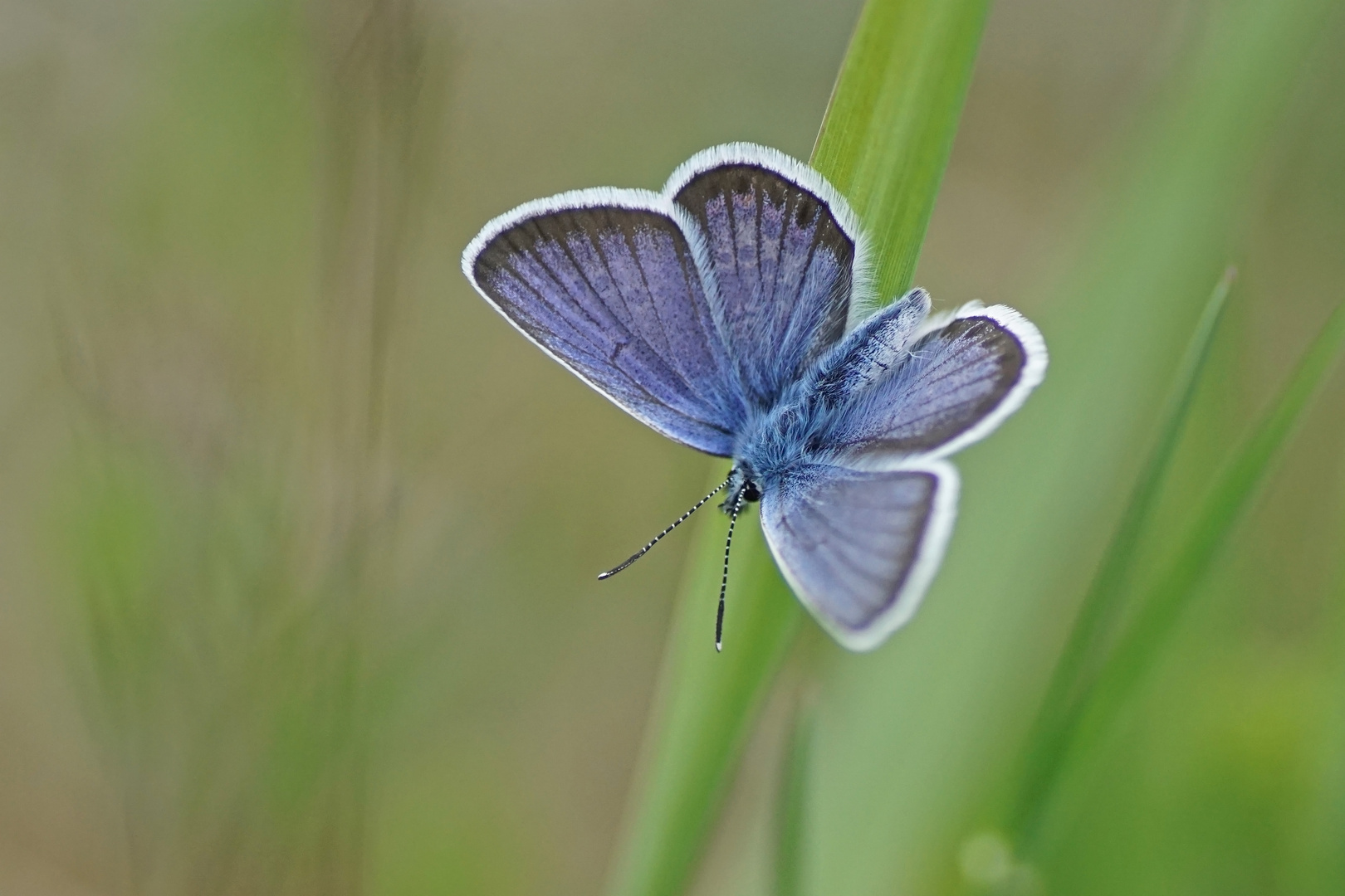 Geißklee-Bläuling (Plebejus argus), Männchen