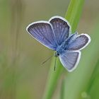 Geißklee-Bläuling (Plebejus argus), Männchen