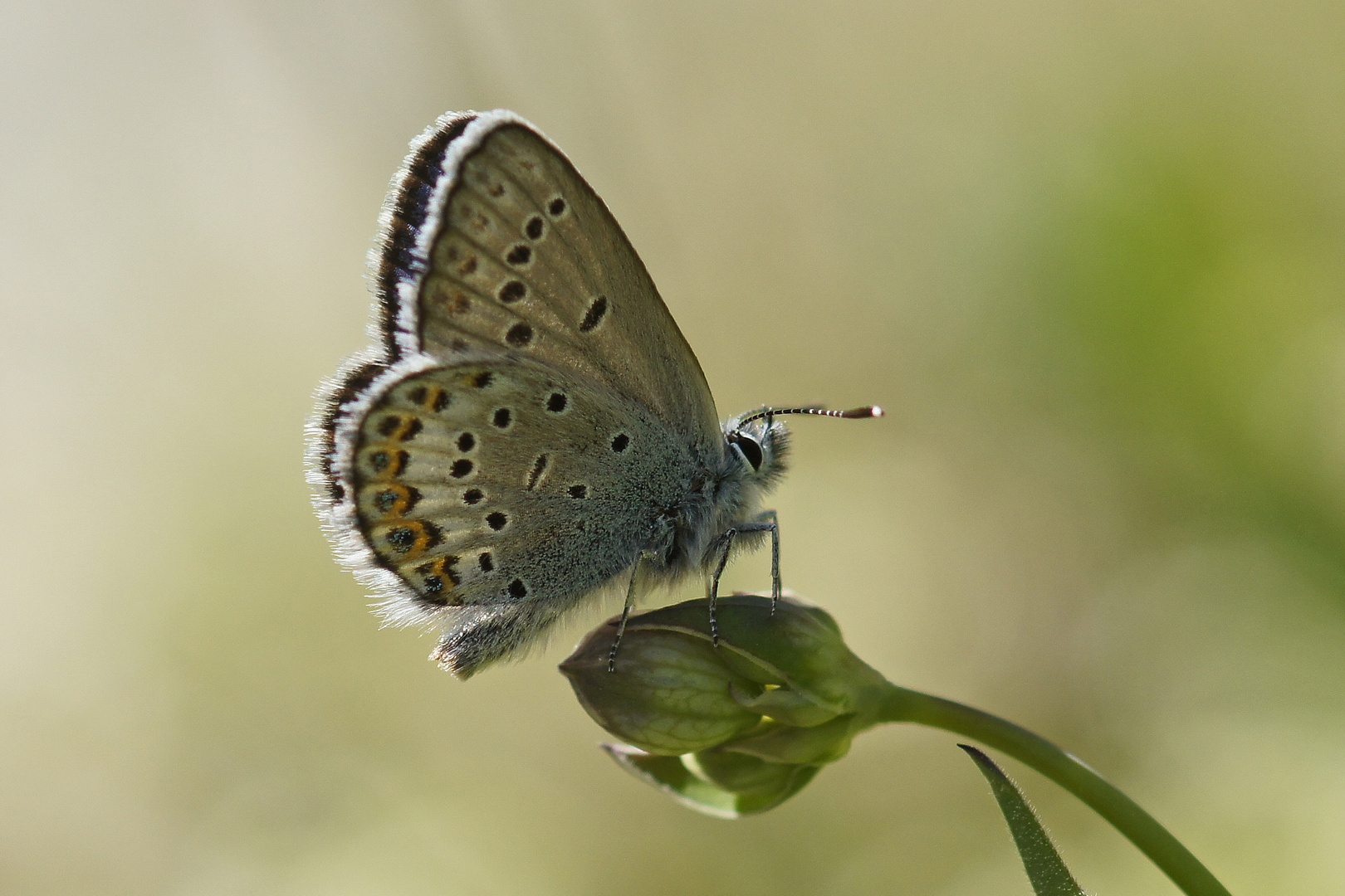 Geißklee-Bläuling (Plebejus argus), Männchen