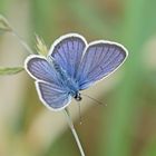 Geißklee-Bläuling (Plebejus argus), Männchen