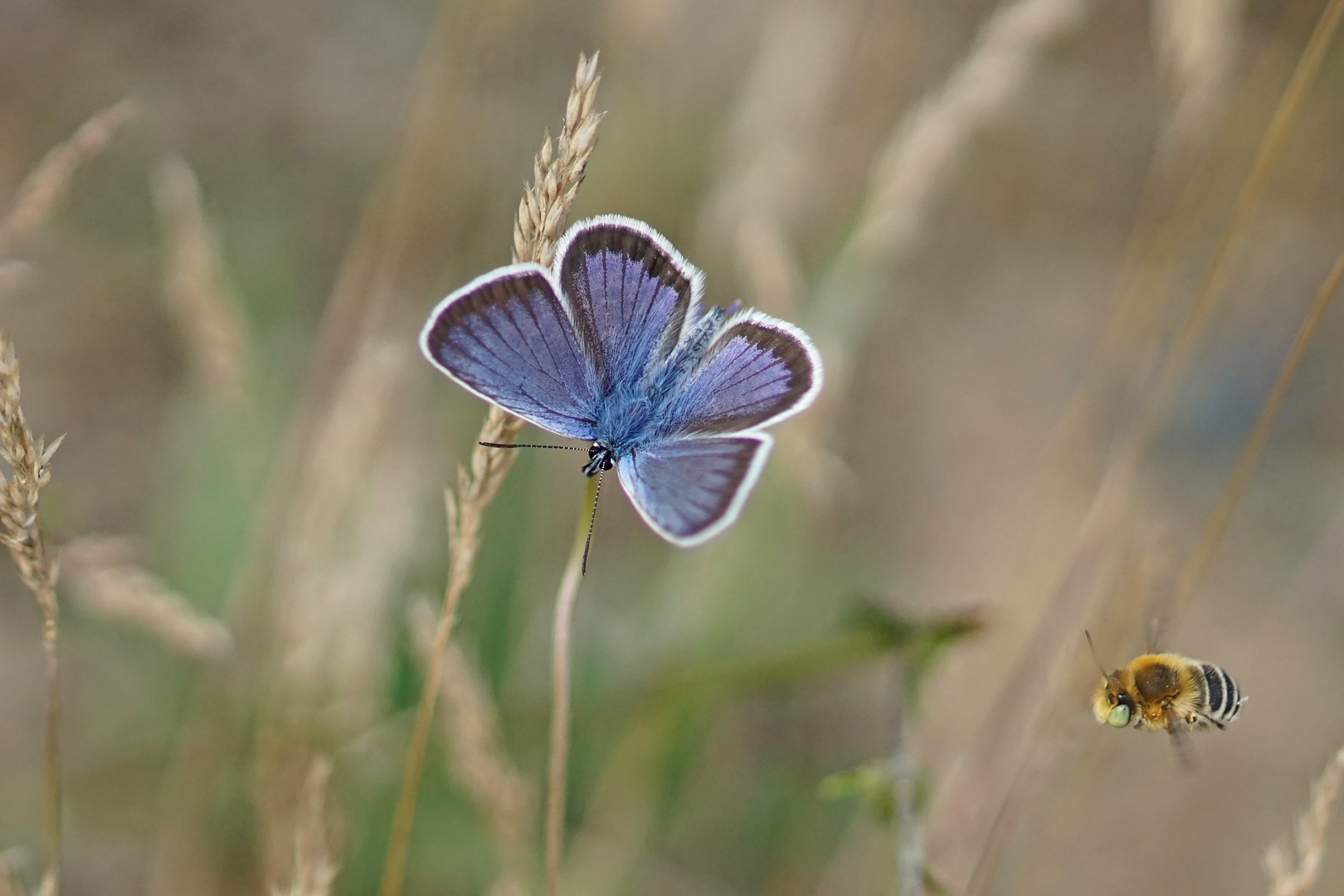 Geißklee-Bläuling (Plebejus argus), Männchen