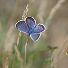 Geißklee-Bläuling (Plebejus argus), Männchen