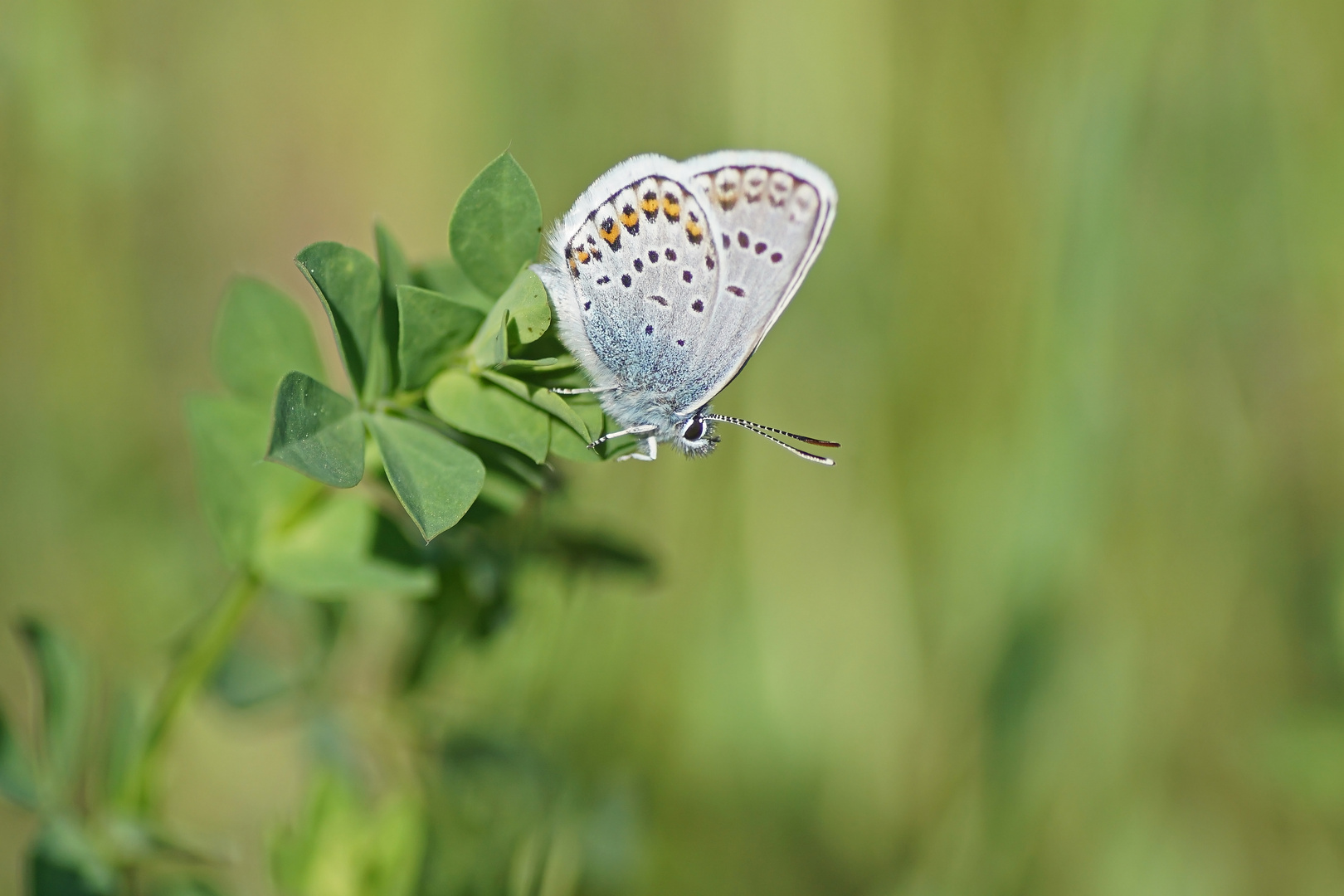 Geißklee-Bläuling (Plebejus argus), Männchen