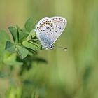 Geißklee-Bläuling (Plebejus argus), Männchen