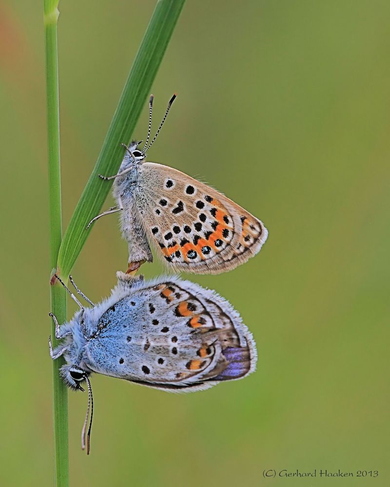 Geißklee-Bläuling (Plebejus argus) Paarung