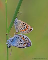 Geißklee-Bläuling (Plebejus argus) Paarung