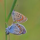 Geißklee-Bläuling (Plebejus argus) Paarung