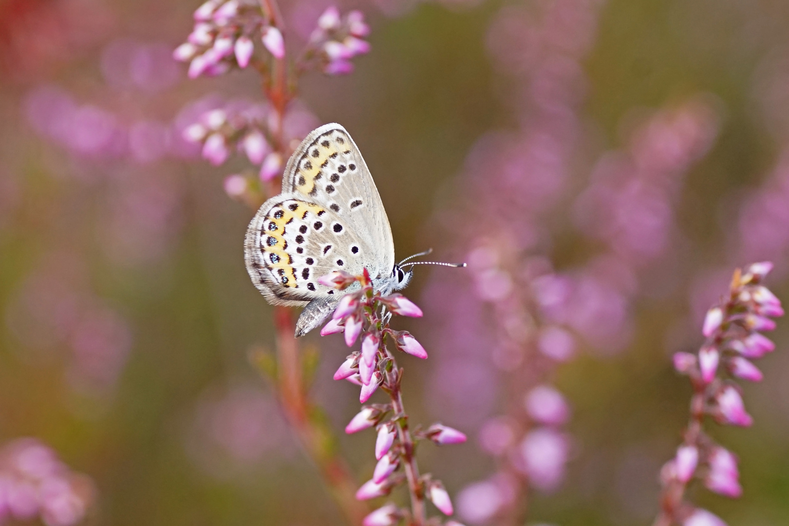 Geißklee-Bläuling (Plebejus argus), Weibchen.