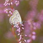 Geißklee-Bläuling (Plebejus argus), Weibchen.