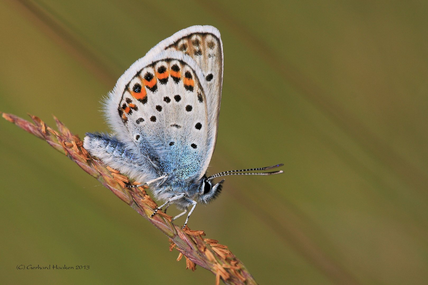 Geißklee-Bläuling (Plebejus argus)auch Argus-Bläuling genannt