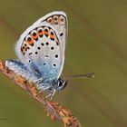 Geißklee-Bläuling (Plebejus argus)auch Argus-Bläuling genannt