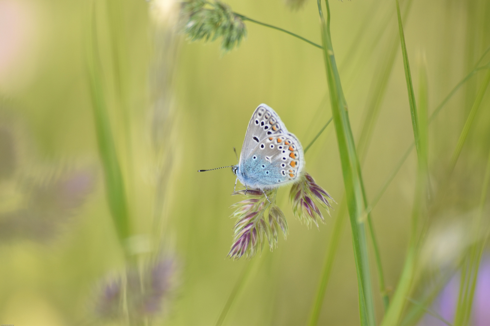 Geißklee-Bläuling. Schmetterling des Jahres 2008