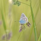 Geißklee-Bläuling. Schmetterling des Jahres 2008