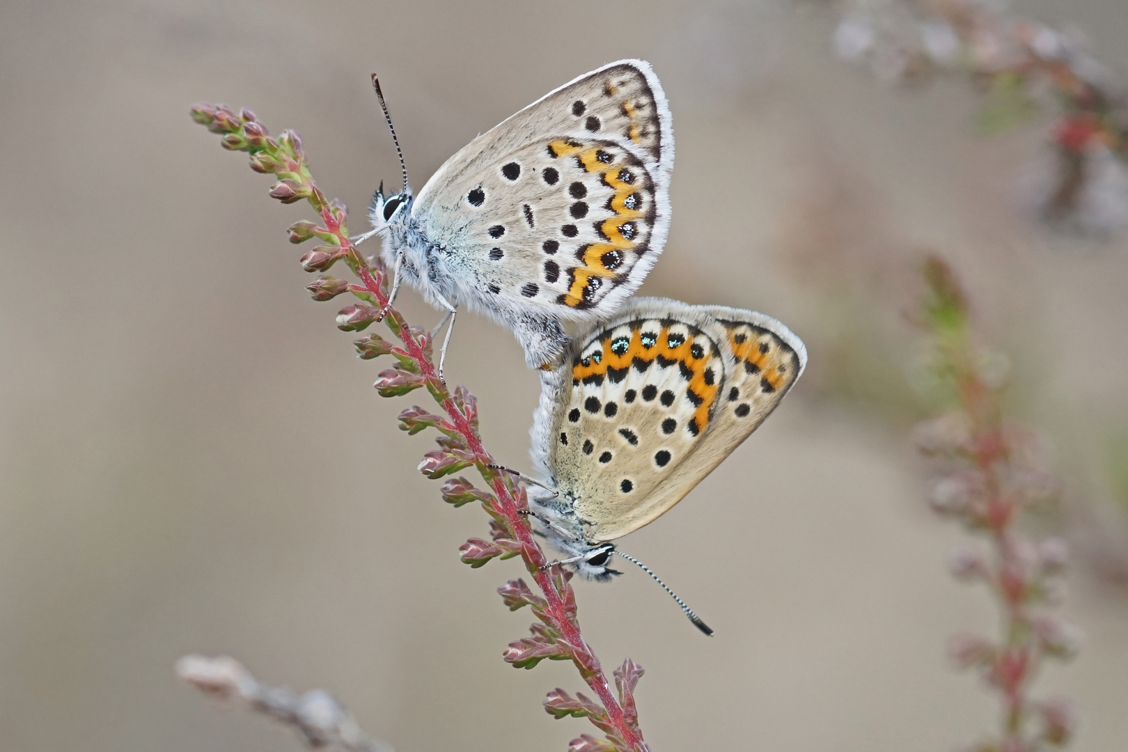 Geißklee-Bläulinge (Plebejus argus)