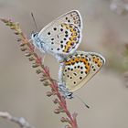 Geißklee-Bläulinge (Plebejus argus)