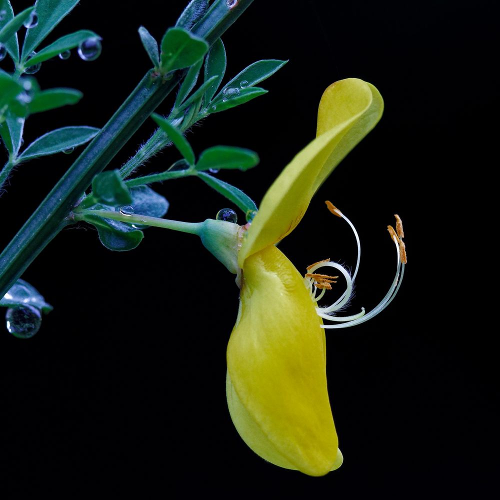 Geißklee ( Cytisus scoparius)