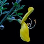 Geißklee ( Cytisus scoparius)