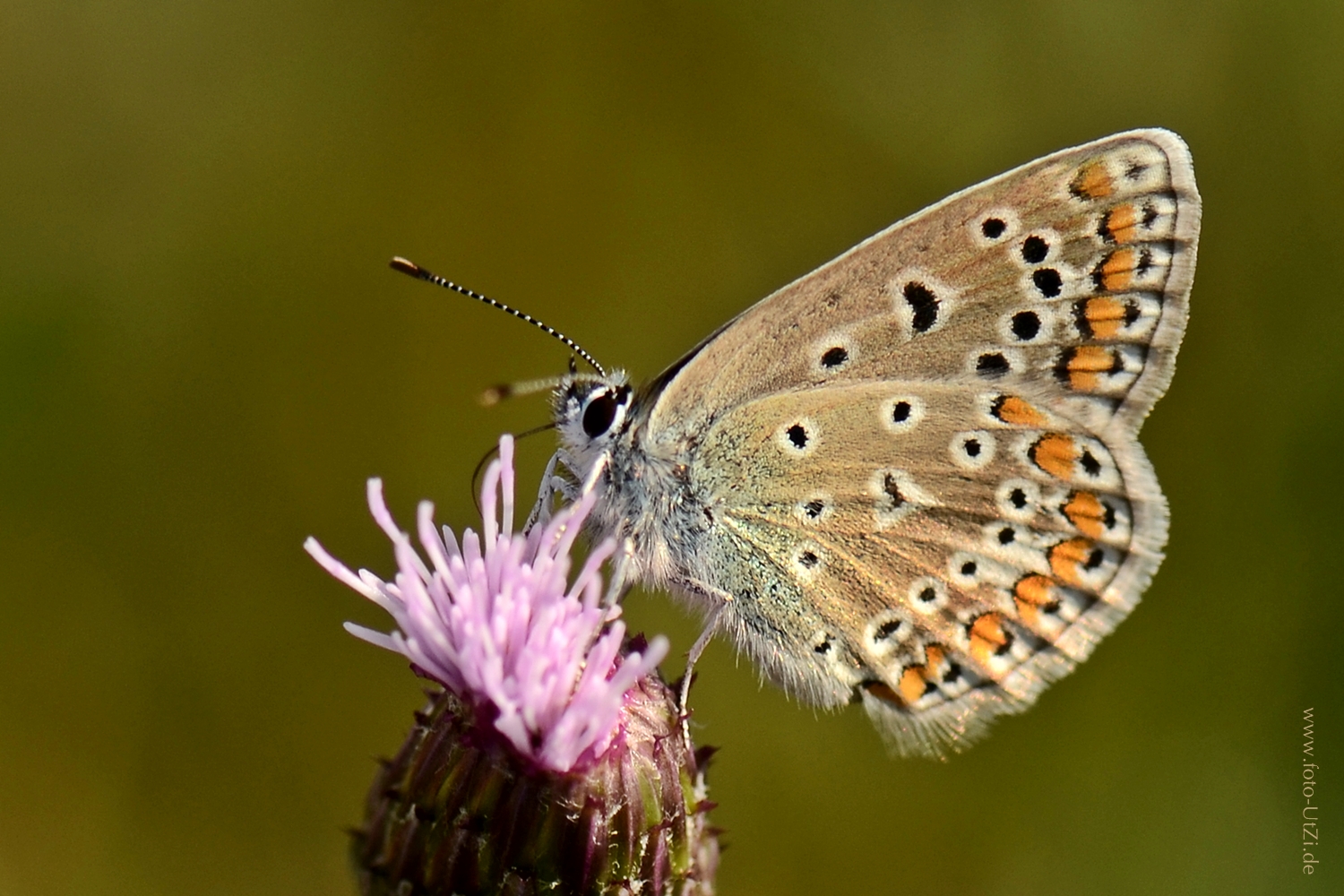 Geißklee- oder Argus-Bläuling (Plebejus argus)