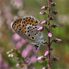 Geißkleebläuling - Plebeius argus - in der Heide