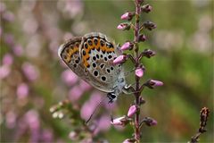 Geißkleebläuling - Plebeius argus - in der Heide