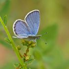 Geißkleebläuling (Plebejus argus), Männchen