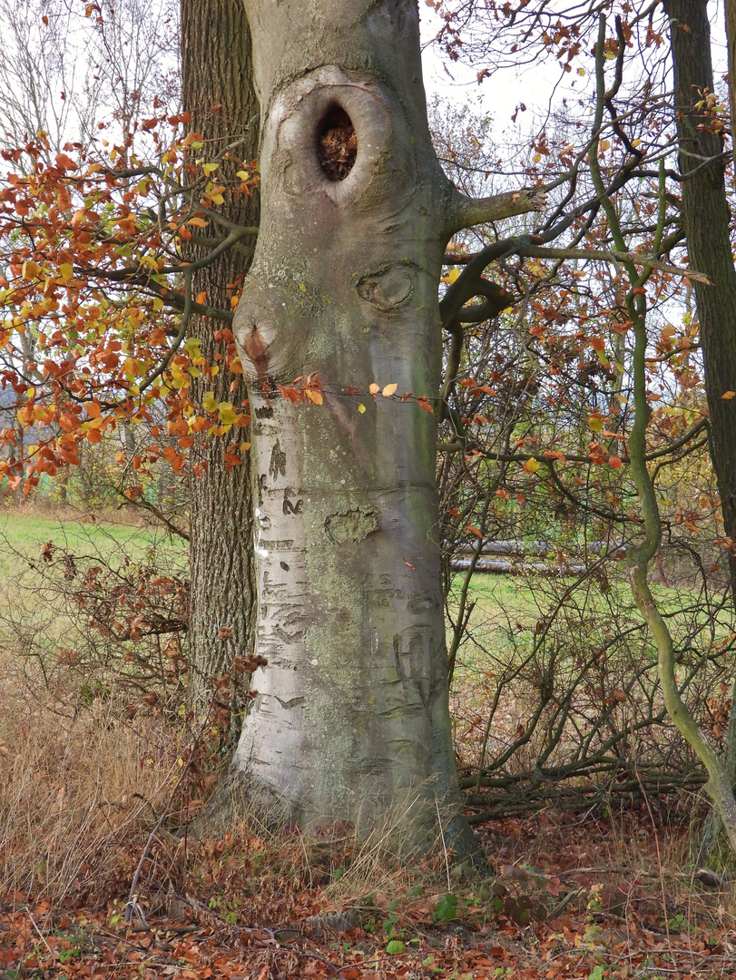 Geist im Baum