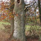 Geist im Baum