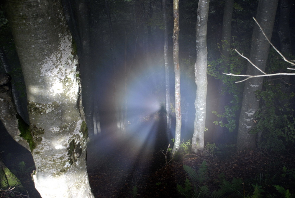 Geist im Nebelwald