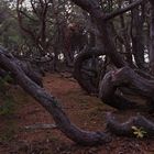 Geist im Trollskogen